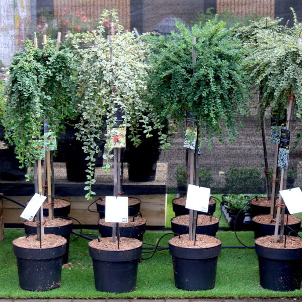 Cotoneaster različni na steblu (Prizemljika/Panešplja na steblu)