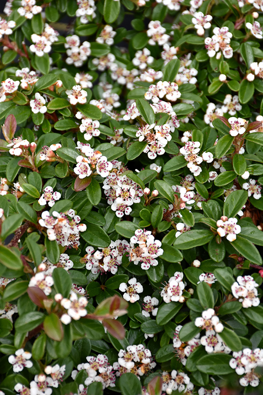 CODACOBE_2.jpg Cotoneaster dammeri `Coral Beauty` (Panešplja/Prizemljika) - slika 1