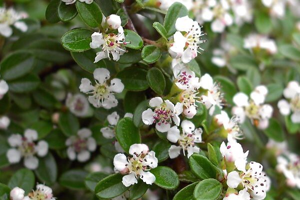Cotoneaster suec. 'Skogholm' (Panešplja/Prizemljika)