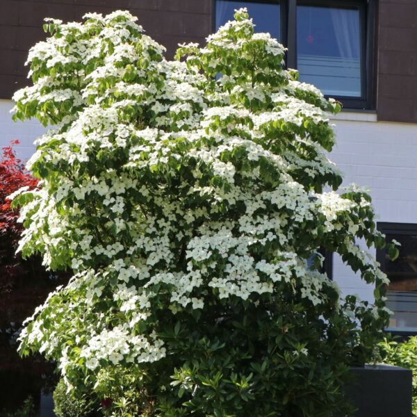 Cornus kousa var. chinensis (Kitajski dren)