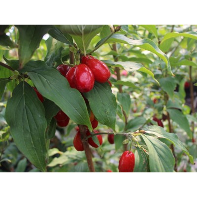 COMASCGODI_1.jpg Cornus mas 'Schönbrunner Gourmet-Dirndl' (Rumeni dren) - slika 1