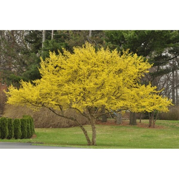 Cornus mas 'Lutea' (Rumeni dren)