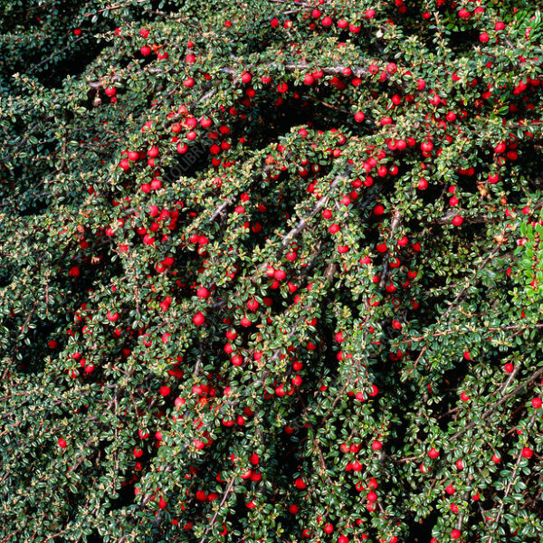 Cotoneaster microphyllus (Drobnolistna panešpljica)
