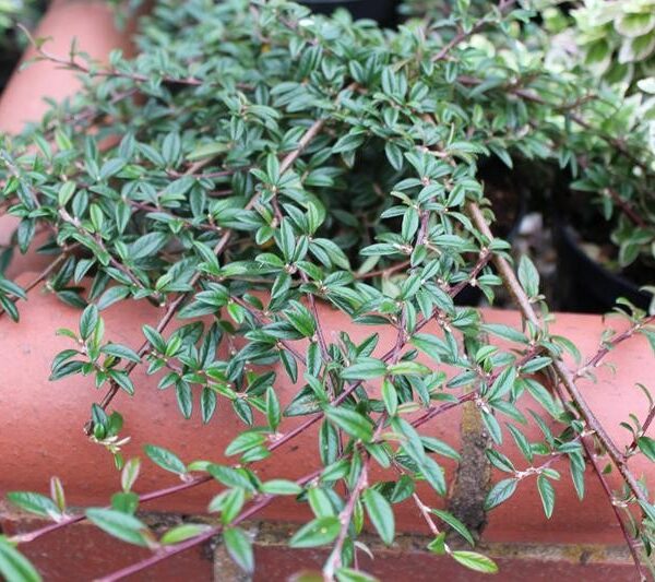 Cotoneaster salicifolius 'Gnom' (Panešplja/Prizemljika)