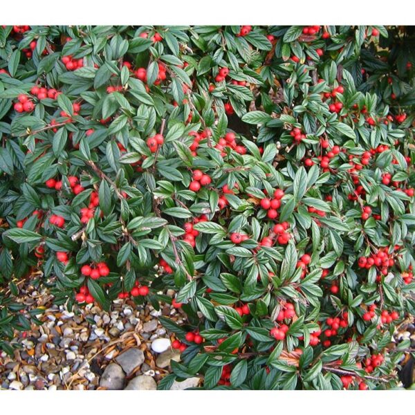 Cotoneaster salicifolius 'Parkteppich' (Panešplja/Prizemljika)