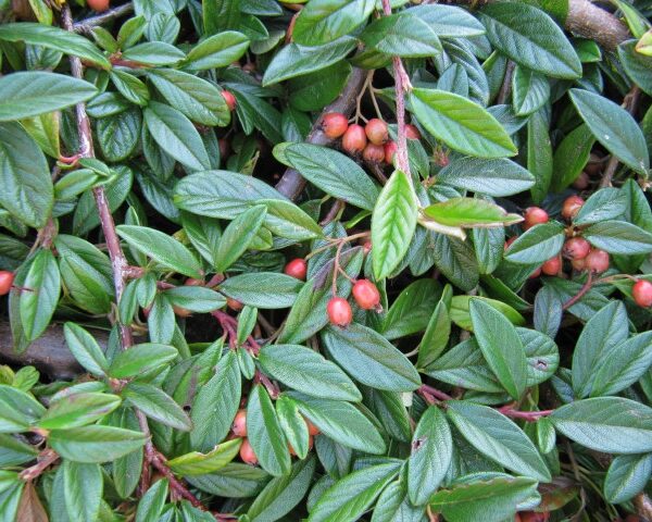 Cotoneaster salicifolius 'Repens' (Panešplja/Prizemljika)