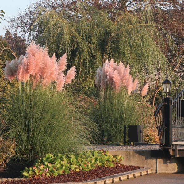 Cortaderia selloana 'Rosa Feder' (Pampaška trava)