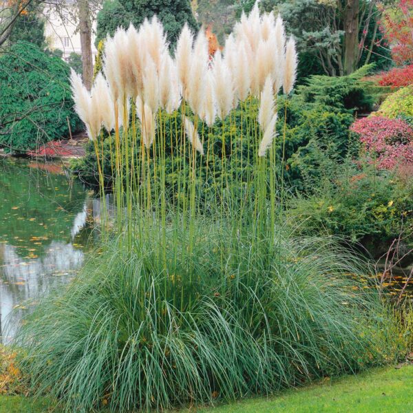 Cortaderia selloana 'White Plume' (Pampaška trava)