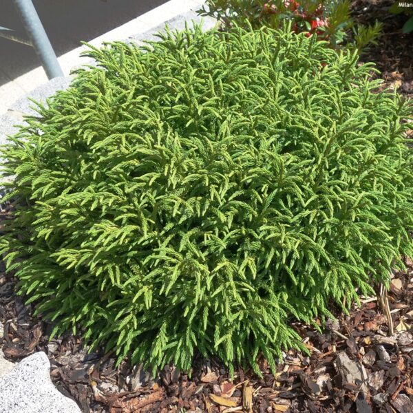 Cryptomeria japonica 'Little Champion' (Kriptomerija)