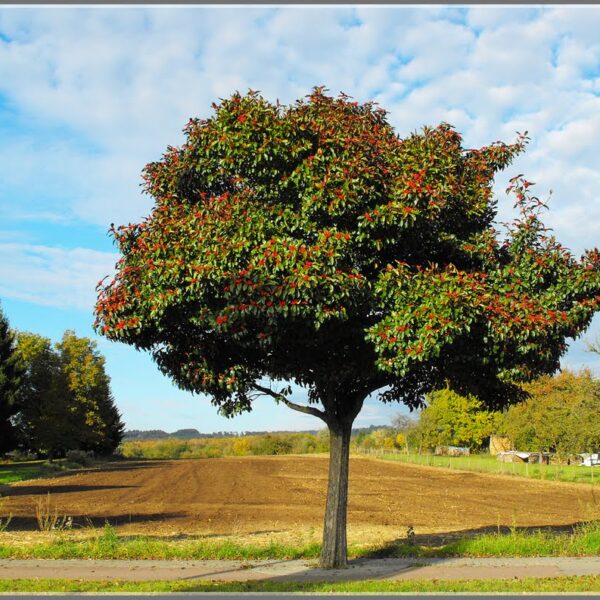 Crataegus x lavallei 'Carrierei' (Belocvetni glog)