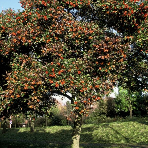 Crataegus x lavallei (Glog)