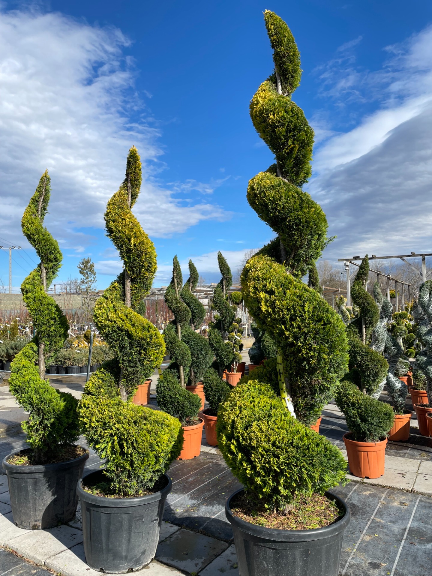 CULEGORI_SPIRAL.jpg Cupressocyparis leylandii 'Gold Rider ' - SPIRAL (Leylandova cipresa) - slika 1