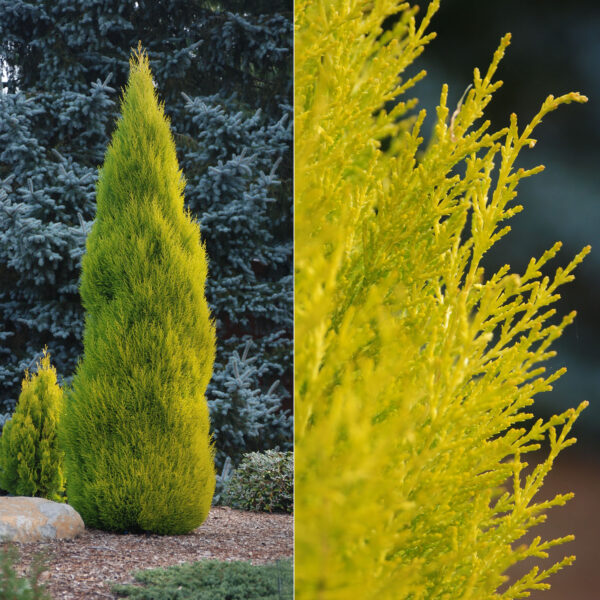Cupressus mac. 'Goldcrest Wilma' (Zlata cipresa Wilma))