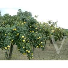 CYOBBEBI_2.jpg Cydonia oblonga 'Berecki birs' (Kutina) - slika 1