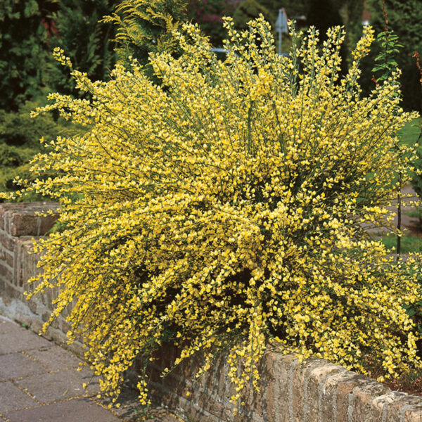 Cytisus praecox `Allgold` (Zgodnja relika)