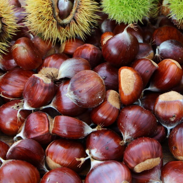 Castanea sativa 'Marron Marradi' (Cepljen kostanj - maron)