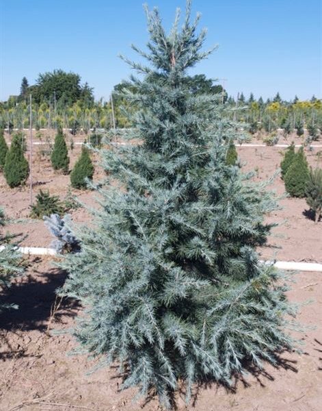 Cedrus deodara 'Robusta Glauca' (Deodarska cedra)