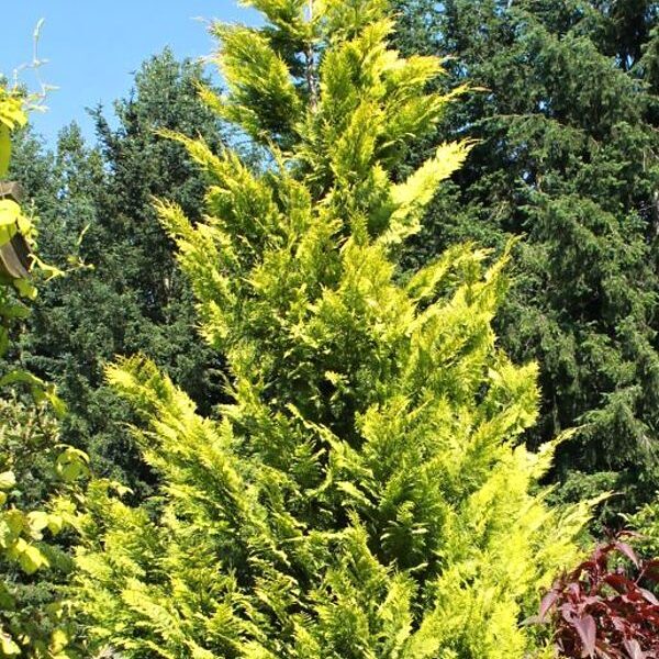 Chamaecyparis lawsoniana 'Ivonne' (Rumena law. pacipresa)