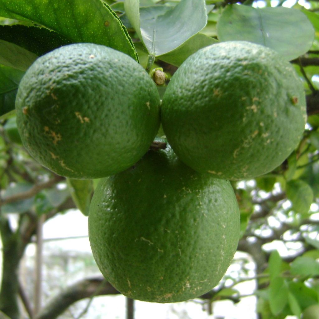 Citrus-aurantifolia-83264-1.jpg Citrus aurantifolia (Lime) - slika 1