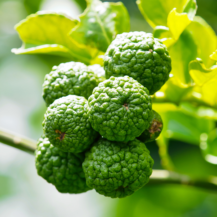 close up of citrus lime fruit or kaffir lime fruit (citrus hystr Citrus hystrix (Lime) - slika 1
