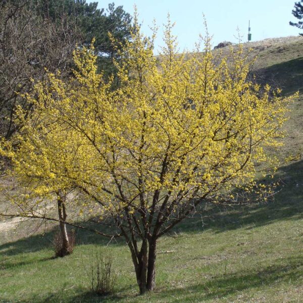 Cornus mas (Rumeni dren)