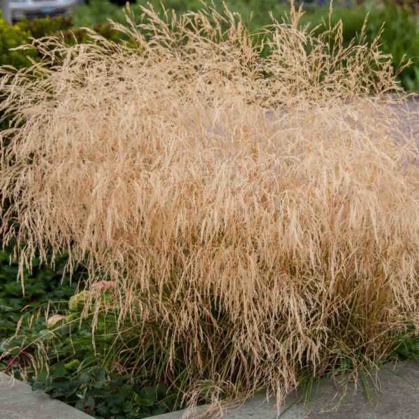 Deshampsia cespitosa 'Goldtao' (Rosna bilnica)