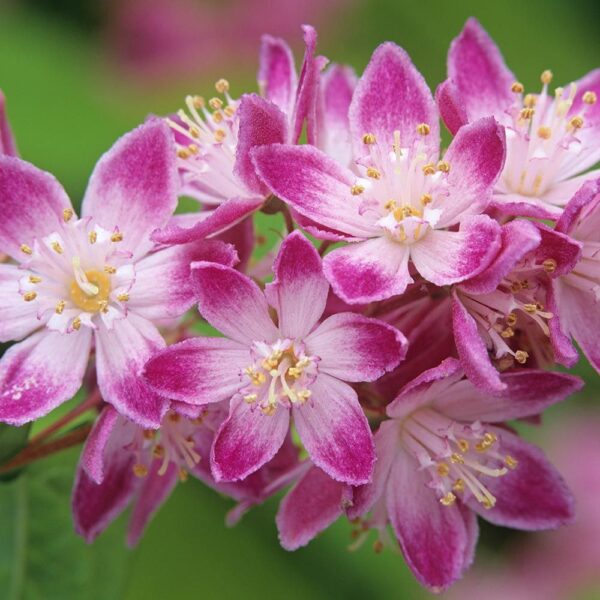 Deutzia hibrida 'Strawberry Fields' (Dojcija)