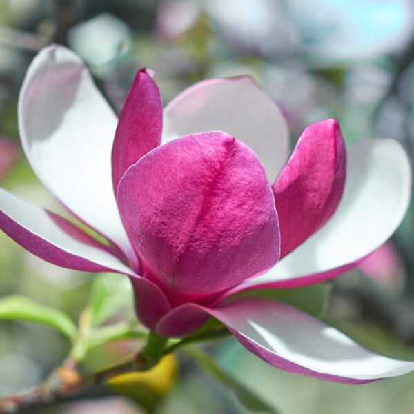 Magnolia 'March Till Frost' (Magnolia na steblu)