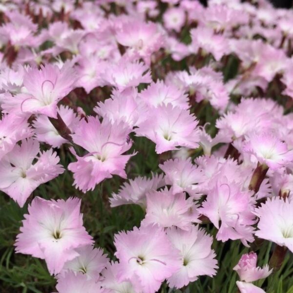 Dianthus gratianopolitanus 'Whatfield Wisp' (Rozacvetni klinček/Binkoštni nagelj)