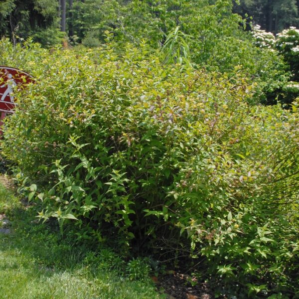 Diervilla sessilifolia (Diervila)