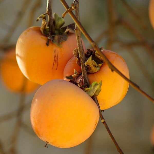 Diospyros´Vanilla´ (Kaki/Rajsko jabolko)