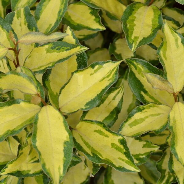 Elaeagnus x ebbinhgei 'Maryline' (Oljčica)