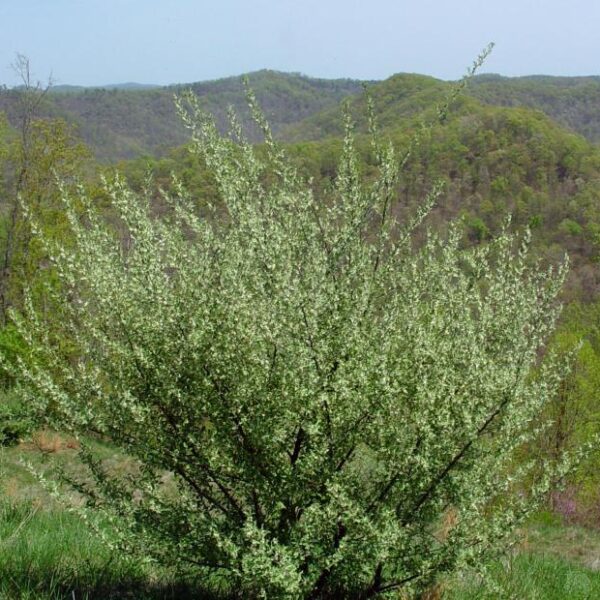 Elaeagnus umbellata (Kobulasta oljčica)