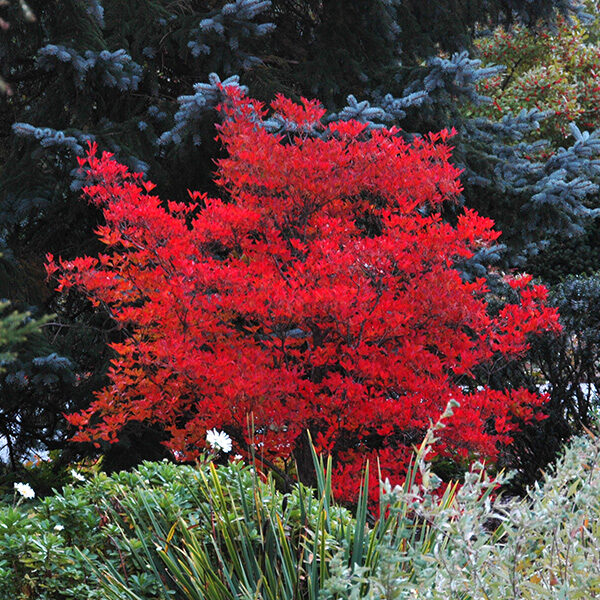Enkianthus campanulatus (Japonski zvonček/Enkijant)