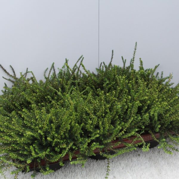 Erica darleyensis MIX (Resa)