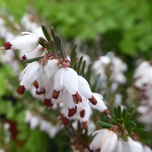 Erica darleyensis 'White Glow' (Resa)