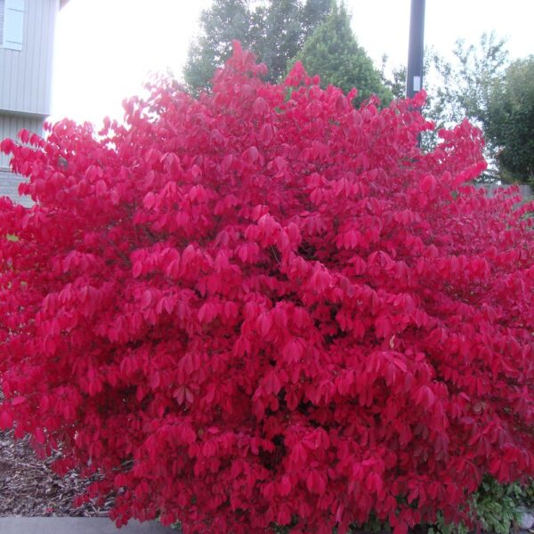 Euonymus alatus 'Chicago Fire' (Trdoleska)
