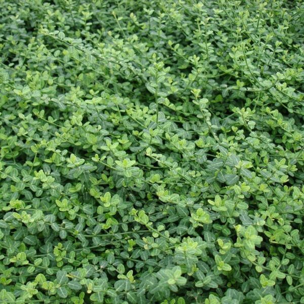 Euonymus fortunei 'Minimus' (Plazeča trdoleska)