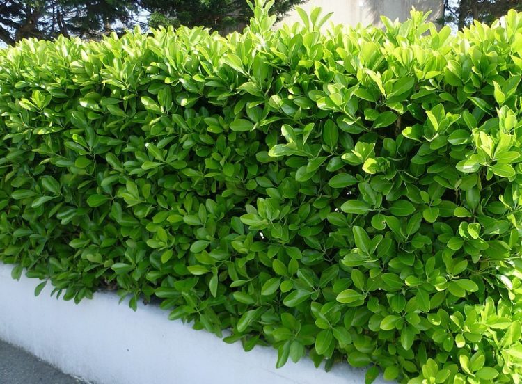 CREATOR: gd-jpeg v1.0 (using IJG JPEG v80), quality = 90 Euonymus japonicus (Japonski evonim) - slika 1