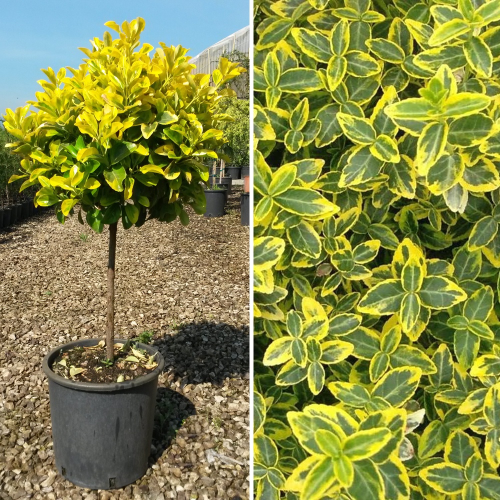 EUJAAU-ST_0.jpg Euonymus japonicus 'Aureomarginatus' (Japonska trdoleska) - slika 1