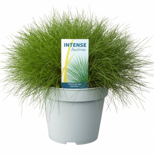 Festuca gautieri 'AmiGreen' (Medvedja bilnica)