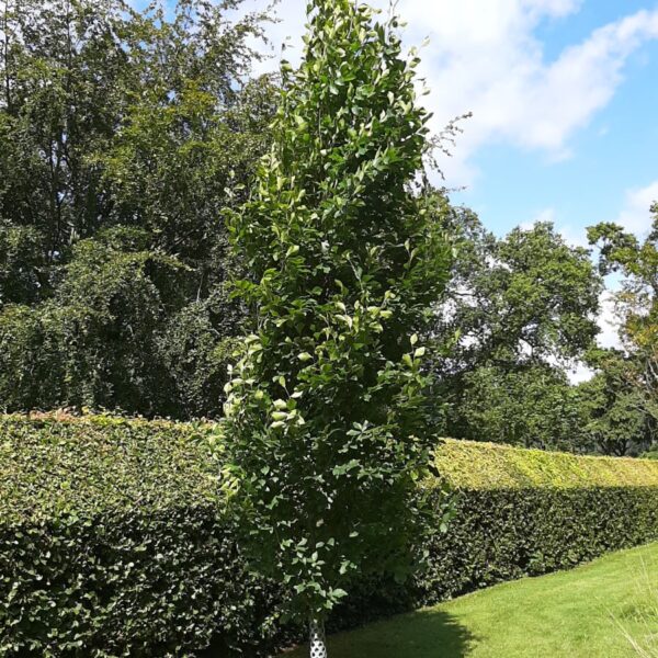Fagus orientalis 'Iskander' (Stebrasta bukev)