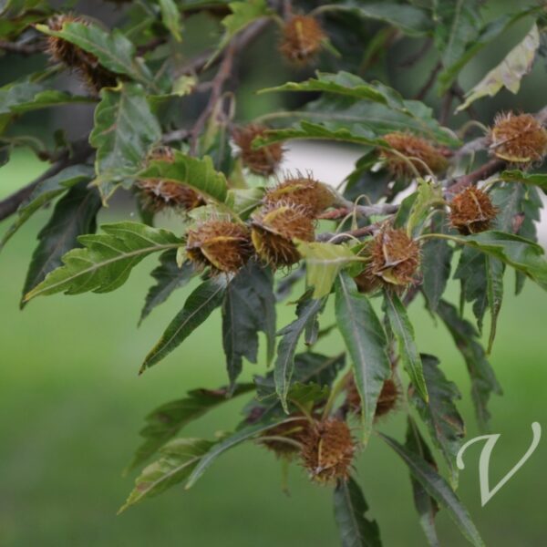 Fagus sylvatica 'Asplenifolia' (Bukev)