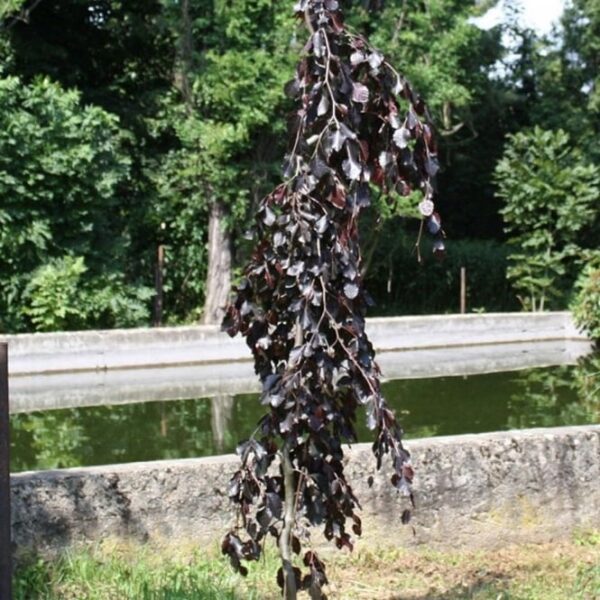 Fagus sylvatica 'Black Swan' (Rdečelistna povešava bukev)