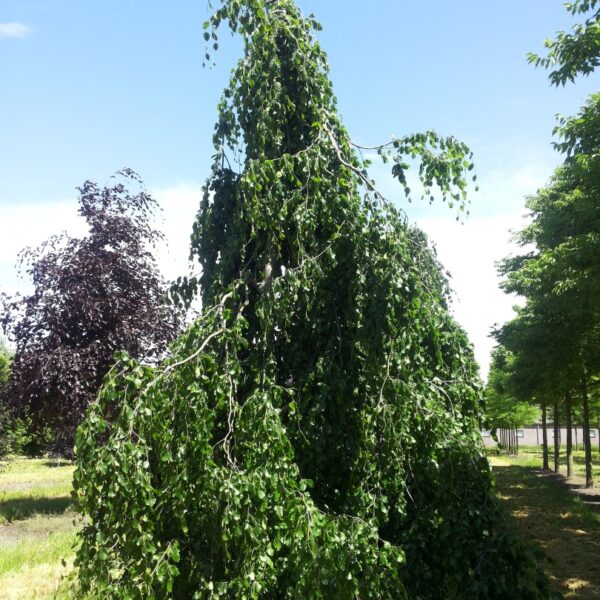 Fagus sylvatica 'Pendula' (Povešava bukev)