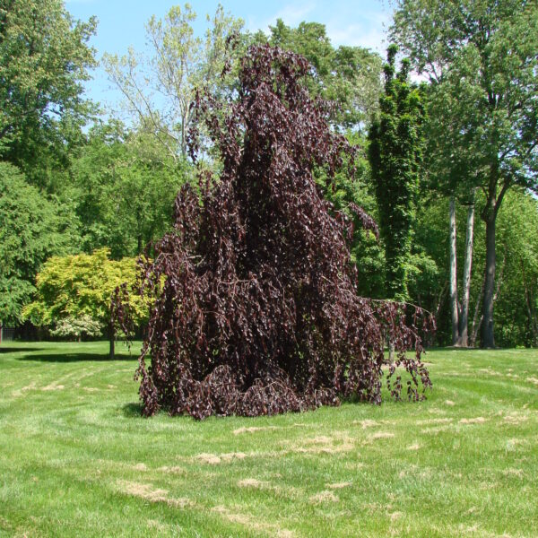 Fagus sylvatica 'Purple Fontaine' (Rdečelistna povešava bukev)