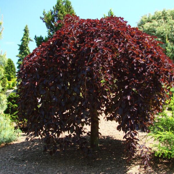 Fagus sylvatica 'Purpurea Pendula' (Rdečelist. povešava bukev)