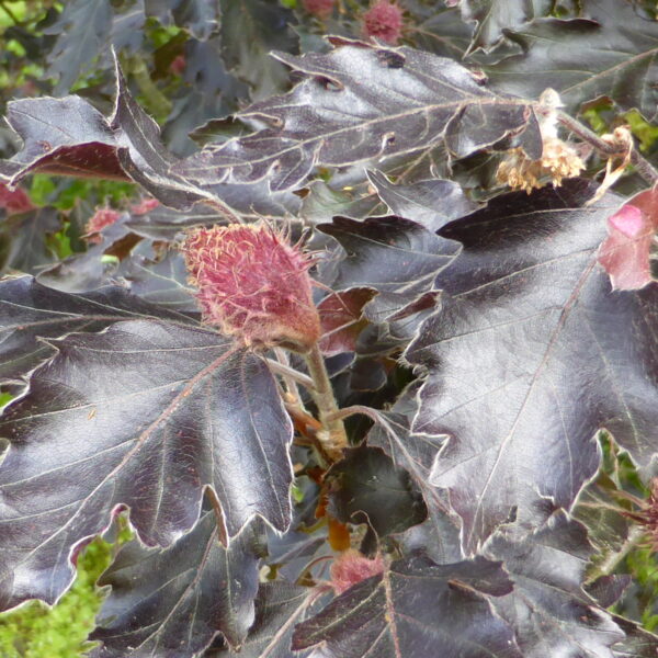 Fagus sylvatica 'Rohanii' (Bukev)