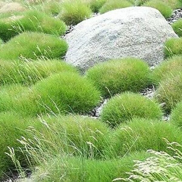 Festuca gau. 'Ami Green' (Sinjezelena bilnica)
