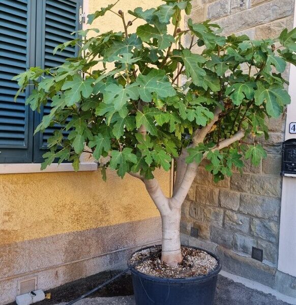 Ficus carica (Figa/Smokva) XXL 25O-300C)